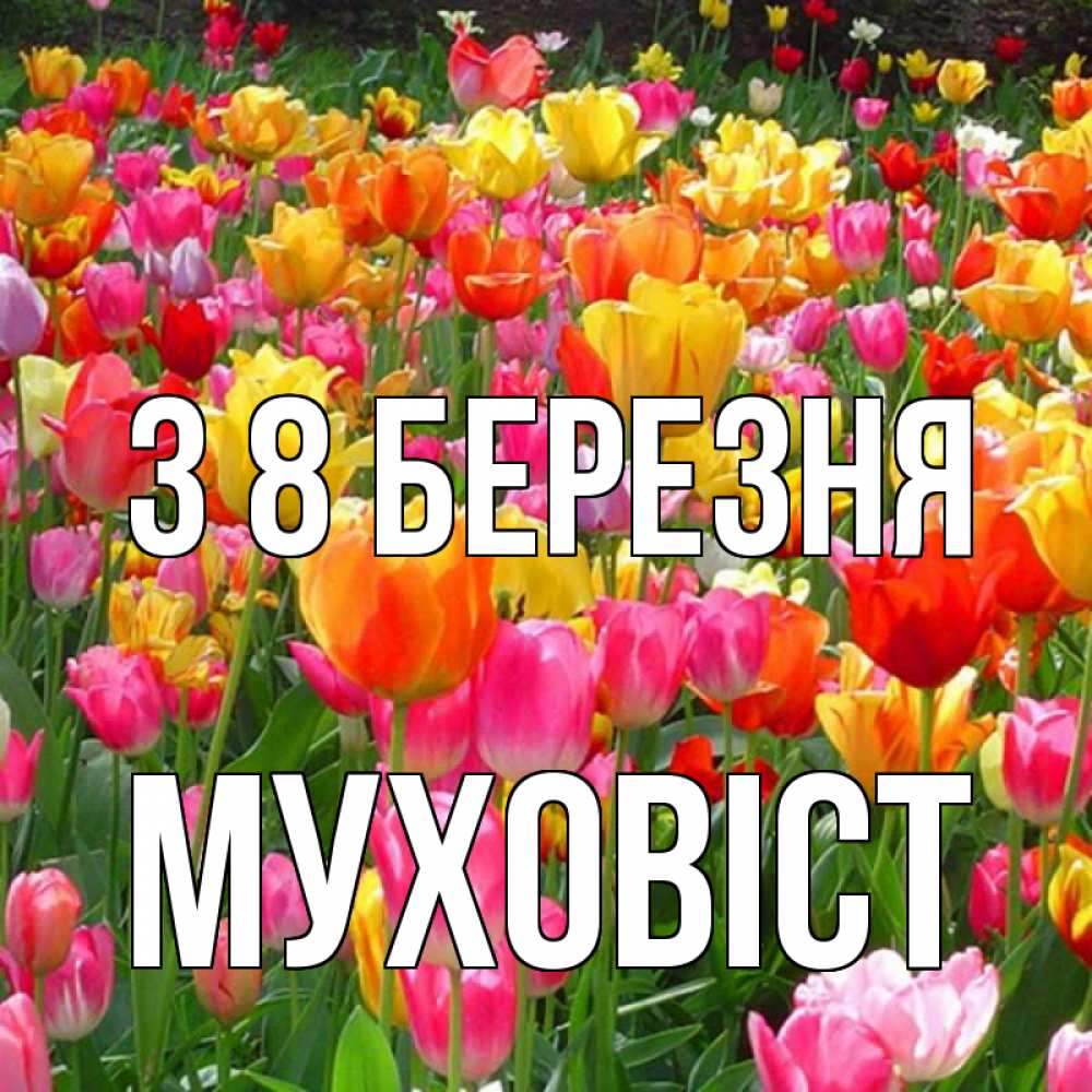 Открытка на каждый день з підписом, Муховіст З 8 БЕРЕЗНЯ на международный женский день Прикольна листівка з побажанням онлайн скачати безкоштовно 