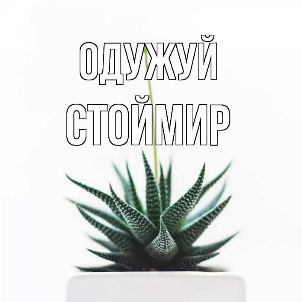 Открытка на каждый день з підписом, Стоймир Одужуй короче это непонятная колючка Прикольна листівка з побажанням онлайн скачати безкоштовно 