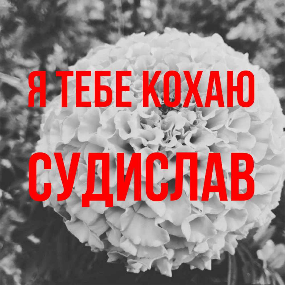 Открытка на каждый день з підписом, Судислав Я тебе кохаю подпись Прикольна листівка з побажанням онлайн скачати безкоштовно 