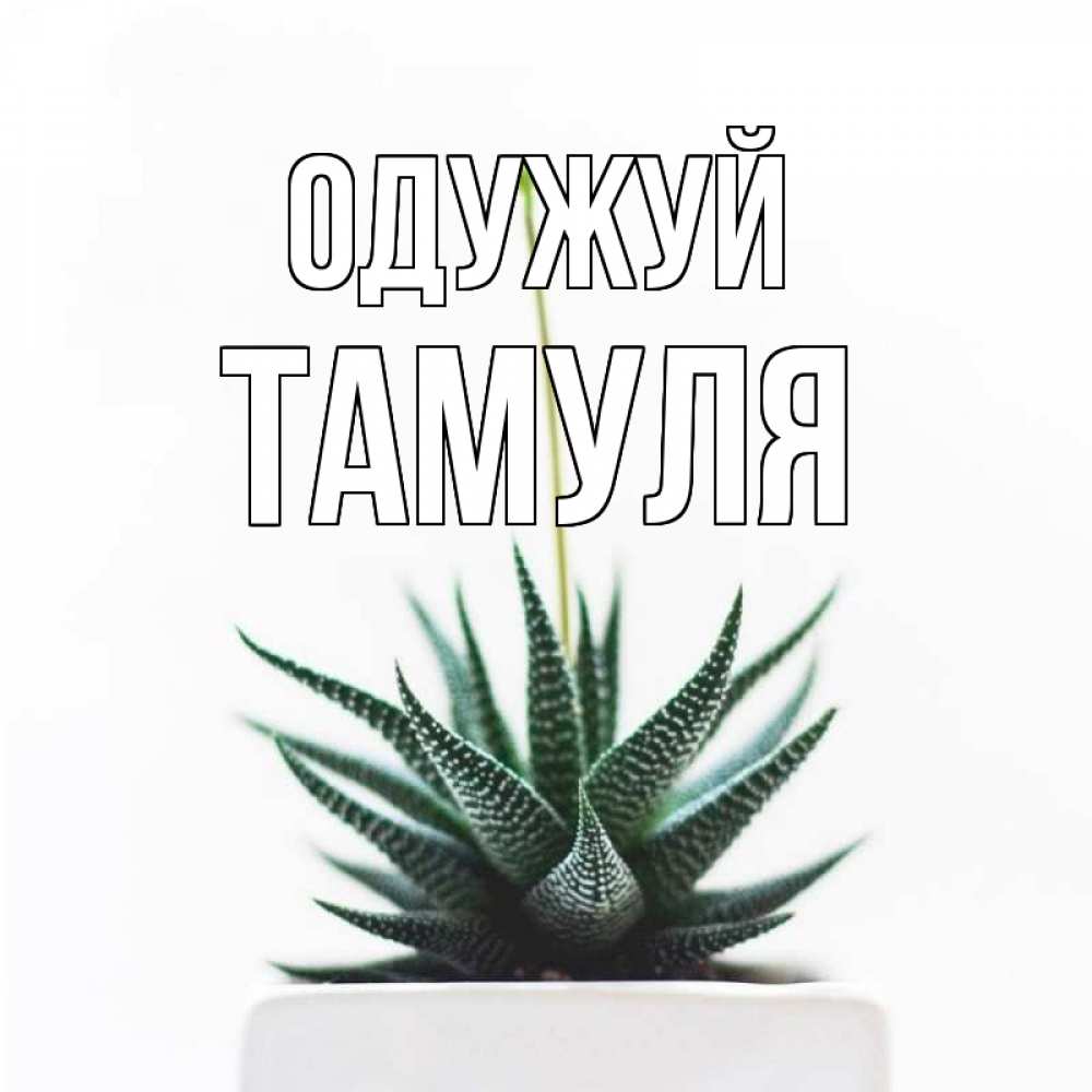 Открытка на каждый день з підписом, Тамуля Одужуй короче это непонятная колючка Прикольна листівка з побажанням онлайн скачати безкоштовно 