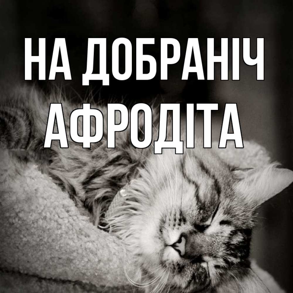 Открытка на каждый день з підписом, Афродіта На добраніч котярик пушистый Прикольна листівка з побажанням онлайн скачати безкоштовно 