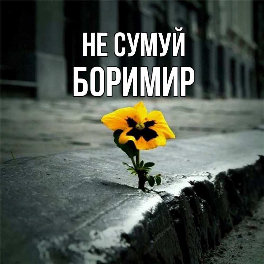 Открытка на каждый день з підписом, Боримир Не сумуй не сдавайся Прикольна листівка з побажанням онлайн скачати безкоштовно 