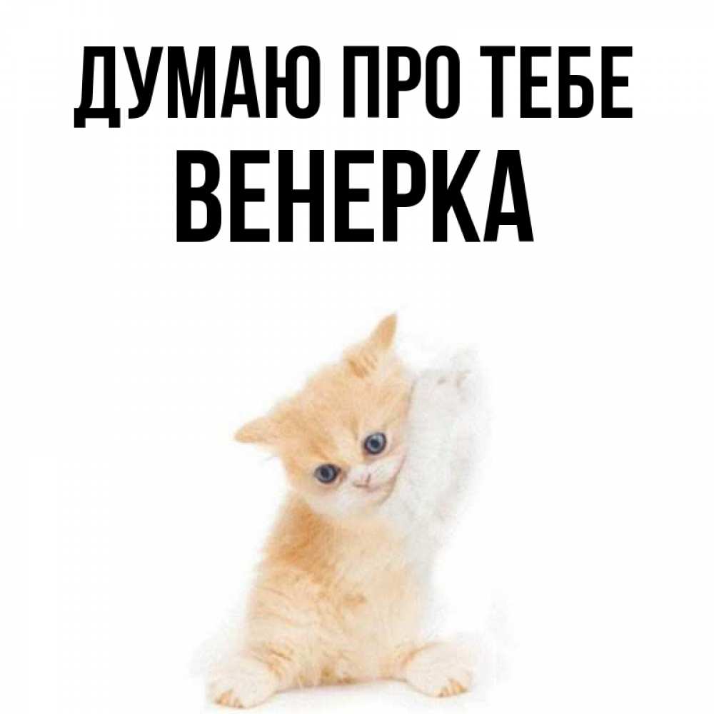 Открытка на каждый день з підписом, Венерка Думаю про тебе зверушки и милота Прикольна листівка з побажанням онлайн скачати безкоштовно 