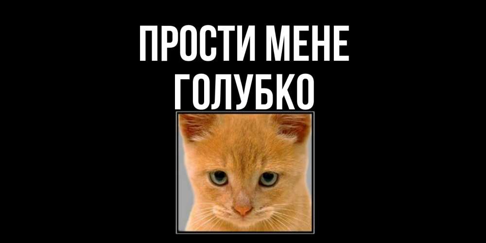 Открытка на каждый день з підписом, Голубко Прости мене рыжий грустный кот просит прощения Прикольна листівка з побажанням онлайн скачати безкоштовно 