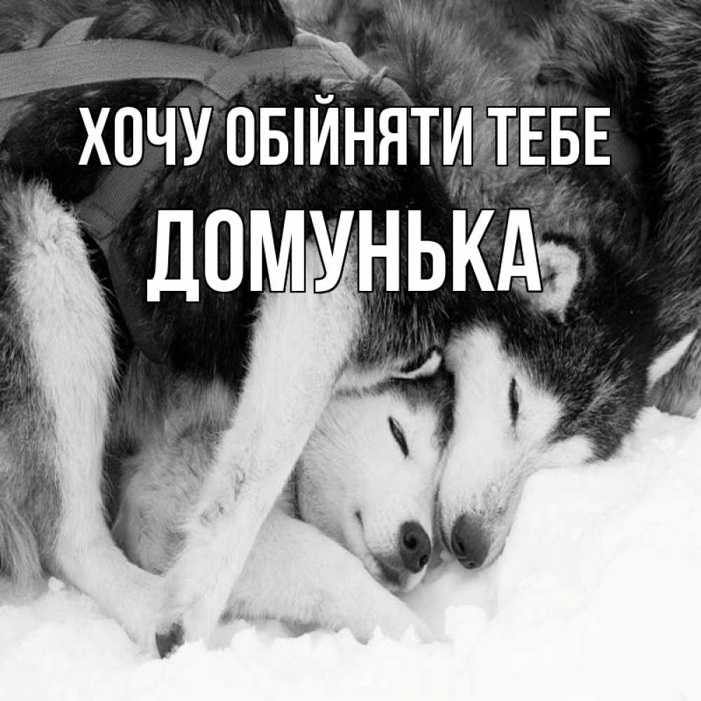 Открытка на каждый день з підписом, Домунька Хочу обійняти тебе собачки в упряжке Прикольна листівка з побажанням онлайн скачати безкоштовно 