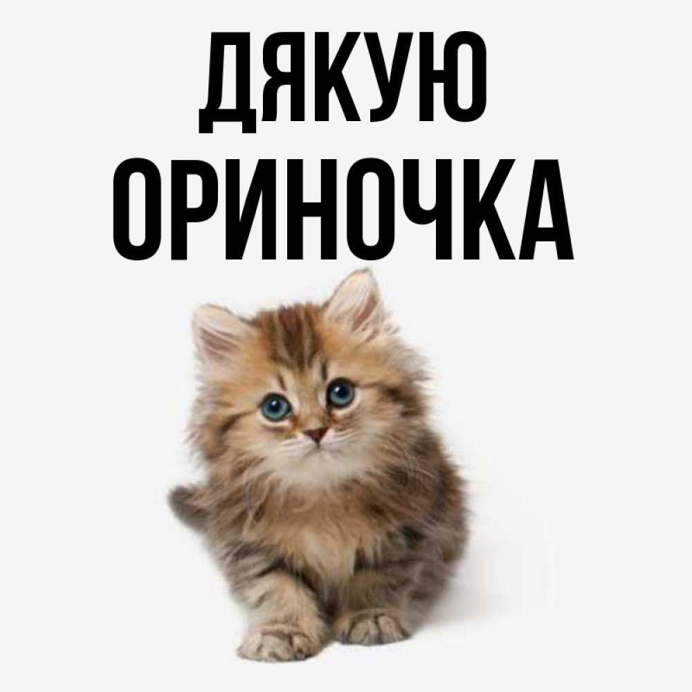 Открытка на каждый день з підписом, Ориночка Дякую пушистый котик Прикольна листівка з побажанням онлайн скачати безкоштовно 