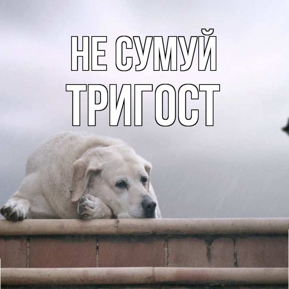 Открытка на каждый день з підписом, Тригост Не сумуй белый пес 1 Прикольна листівка з побажанням онлайн скачати безкоштовно 