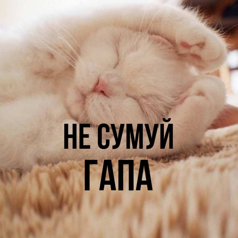 Открытка на каждый день з підписом, Гапа Не сумуй Котенок спит Прикольна листівка з побажанням онлайн скачати безкоштовно 