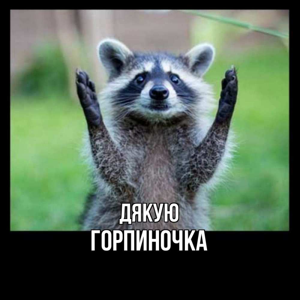 Открытка на каждый день з підписом, Горпиночка Дякую милые животные Прикольна листівка з побажанням онлайн скачати безкоштовно 