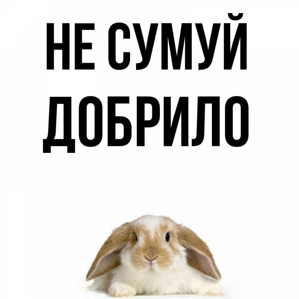Открытка на каждый день з підписом, Добрило Не сумуй коричнево белый заяц с большими ушками Прикольна листівка з побажанням онлайн скачати безкоштовно 