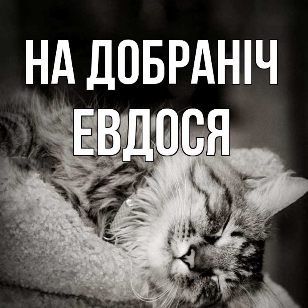 Открытка на каждый день з підписом, Евдося На добраніч котярик пушистый Прикольна листівка з побажанням онлайн скачати безкоштовно 