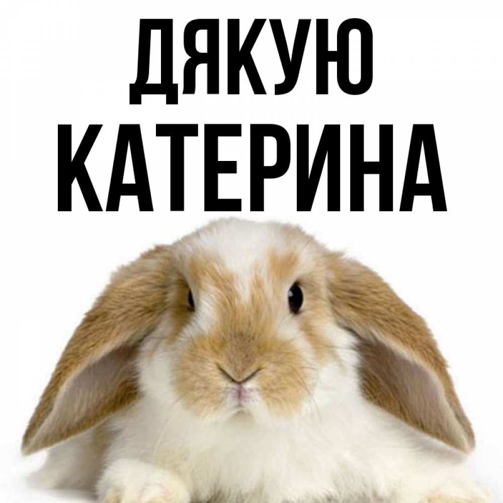 Открытка на каждый день з підписом, Катерина Дякую коричнево белый заяц Прикольна листівка з побажанням онлайн скачати безкоштовно 