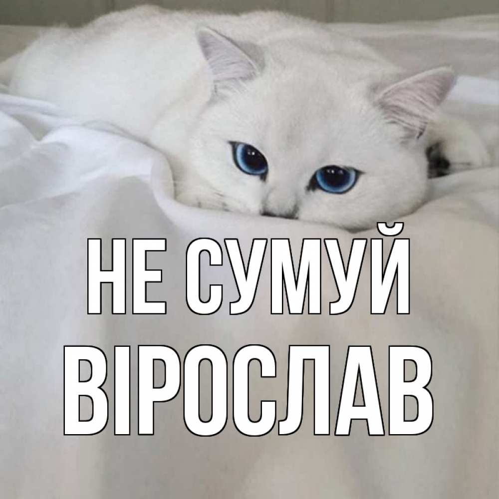 Открытка на каждый день з підписом, Вірослав Не сумуй белый кот с голубыми глазами на белоснежной кровати Прикольна листівка з побажанням онлайн скачати безкоштовно 