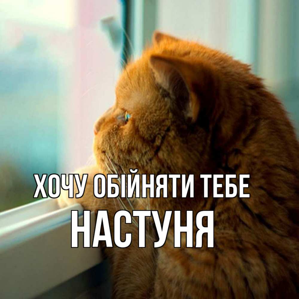 Открытка на каждый день з підписом, Настуня Хочу обійняти тебе большой огромный рыжий котяра Прикольна листівка з побажанням онлайн скачати безкоштовно 