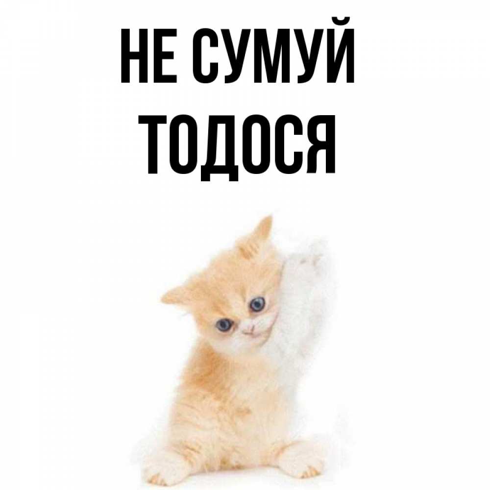 Открытка на каждый день з підписом, Тодося Не сумуй просящий кот Прикольна листівка з побажанням онлайн скачати безкоштовно 