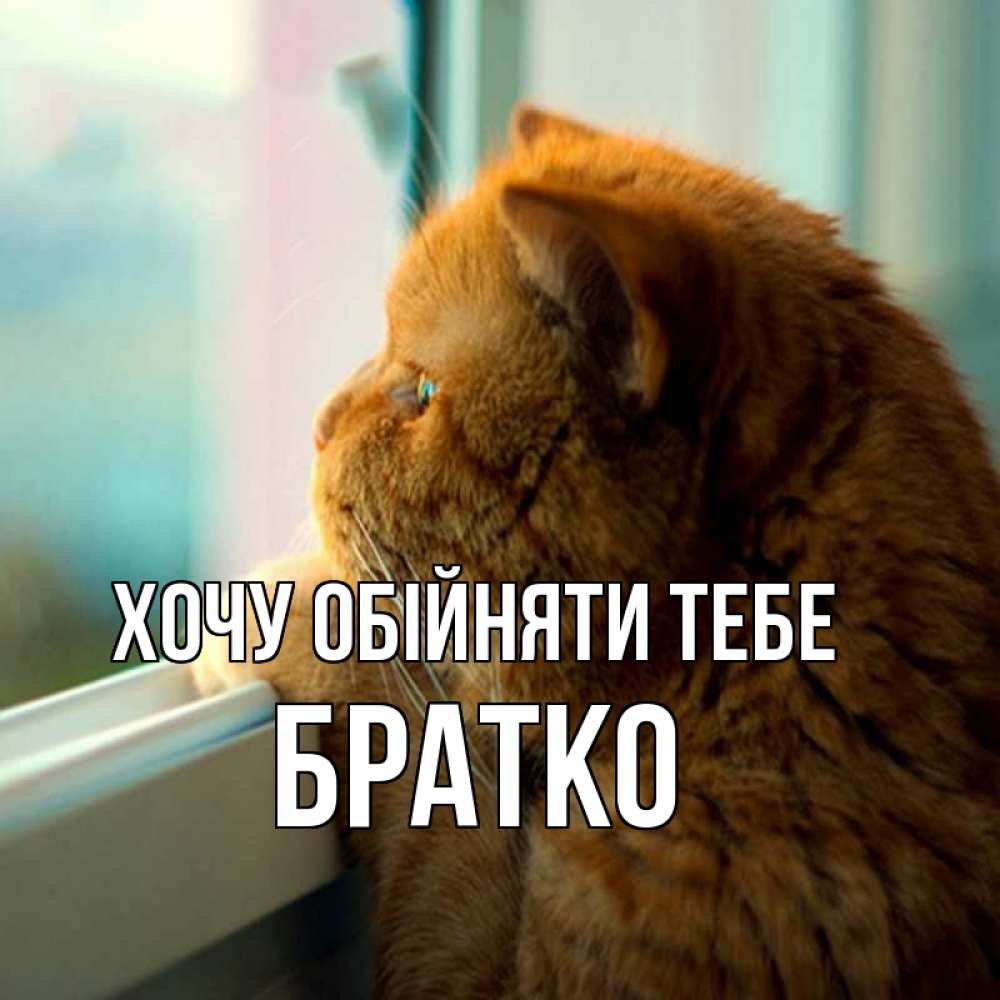 Открытка на каждый день з підписом, Братко Хочу обійняти тебе большой огромный рыжий котяра Прикольна листівка з побажанням онлайн скачати безкоштовно 