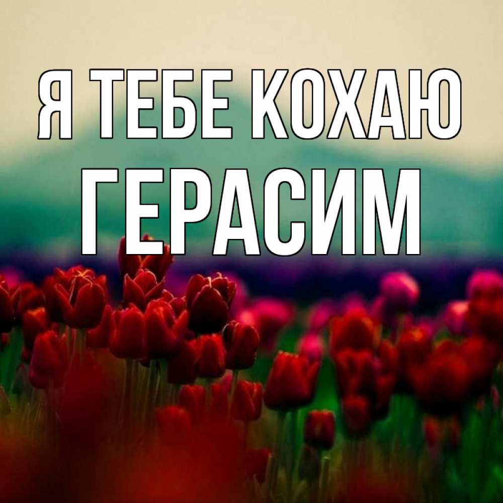 Открытка на каждый день з підписом, Герасим Я тебе кохаю тюльпаны 4 Прикольна листівка з побажанням онлайн скачати безкоштовно 