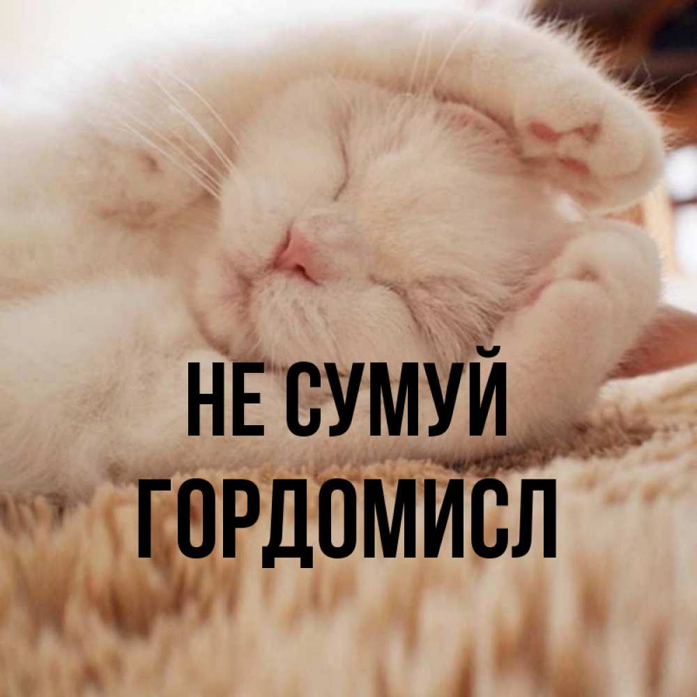 Открытка на каждый день з підписом, Гордомисл Не сумуй Котенок спит Прикольна листівка з побажанням онлайн скачати безкоштовно 