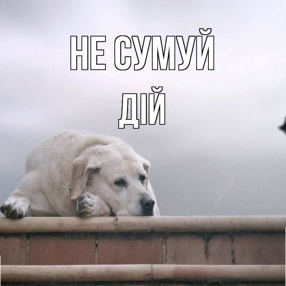 Открытка на каждый день з підписом, Дій Не сумуй белый пес 1 Прикольна листівка з побажанням онлайн скачати безкоштовно 
