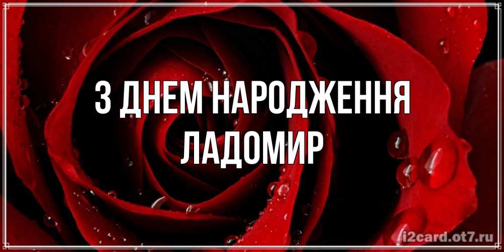 Открытка на каждый день з підписом, Ладомир З Днем народження крупная бордовая роза Прикольна листівка з побажанням онлайн скачати безкоштовно 