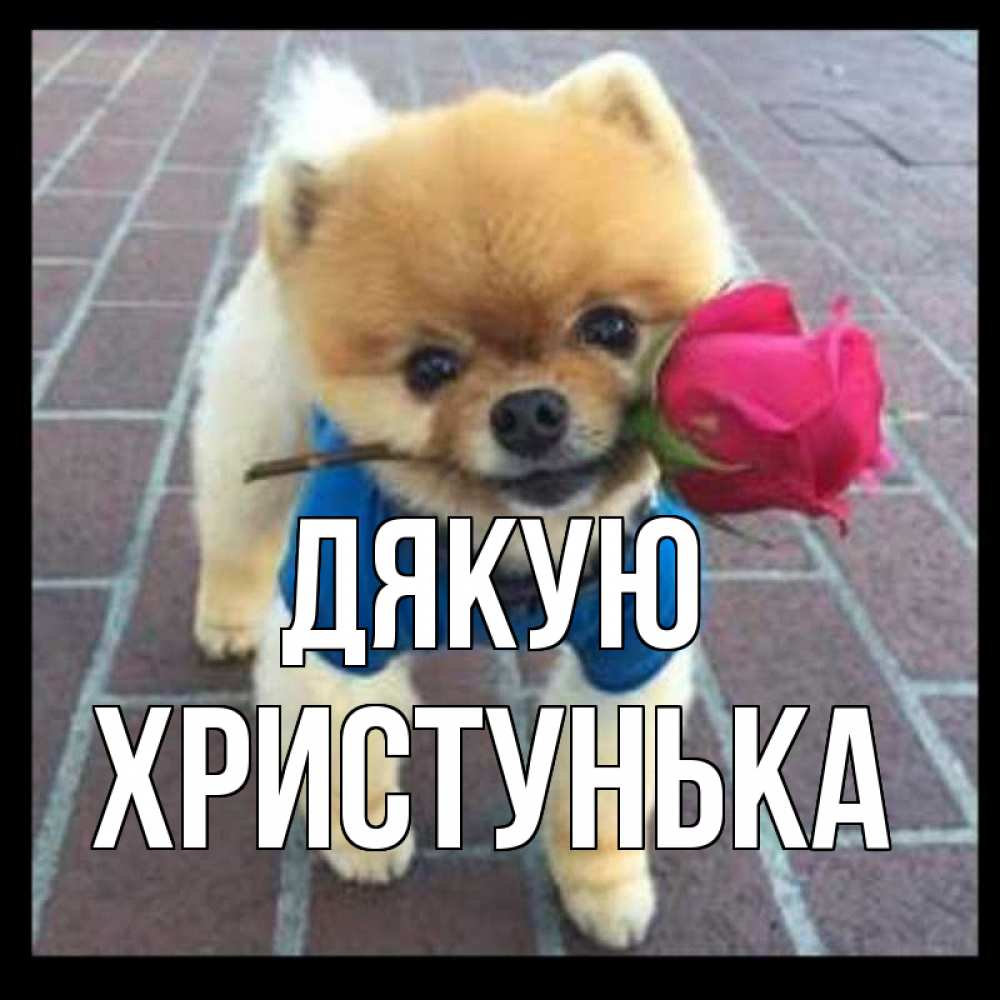 Открытка на каждый день з підписом, Христунька Дякую спасибо и дарю тебе цветок Прикольна листівка з побажанням онлайн скачати безкоштовно 
