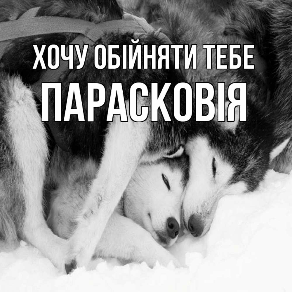 Открытка на каждый день з підписом, Парасковія Хочу обійняти тебе собачки в упряжке Прикольна листівка з побажанням онлайн скачати безкоштовно 