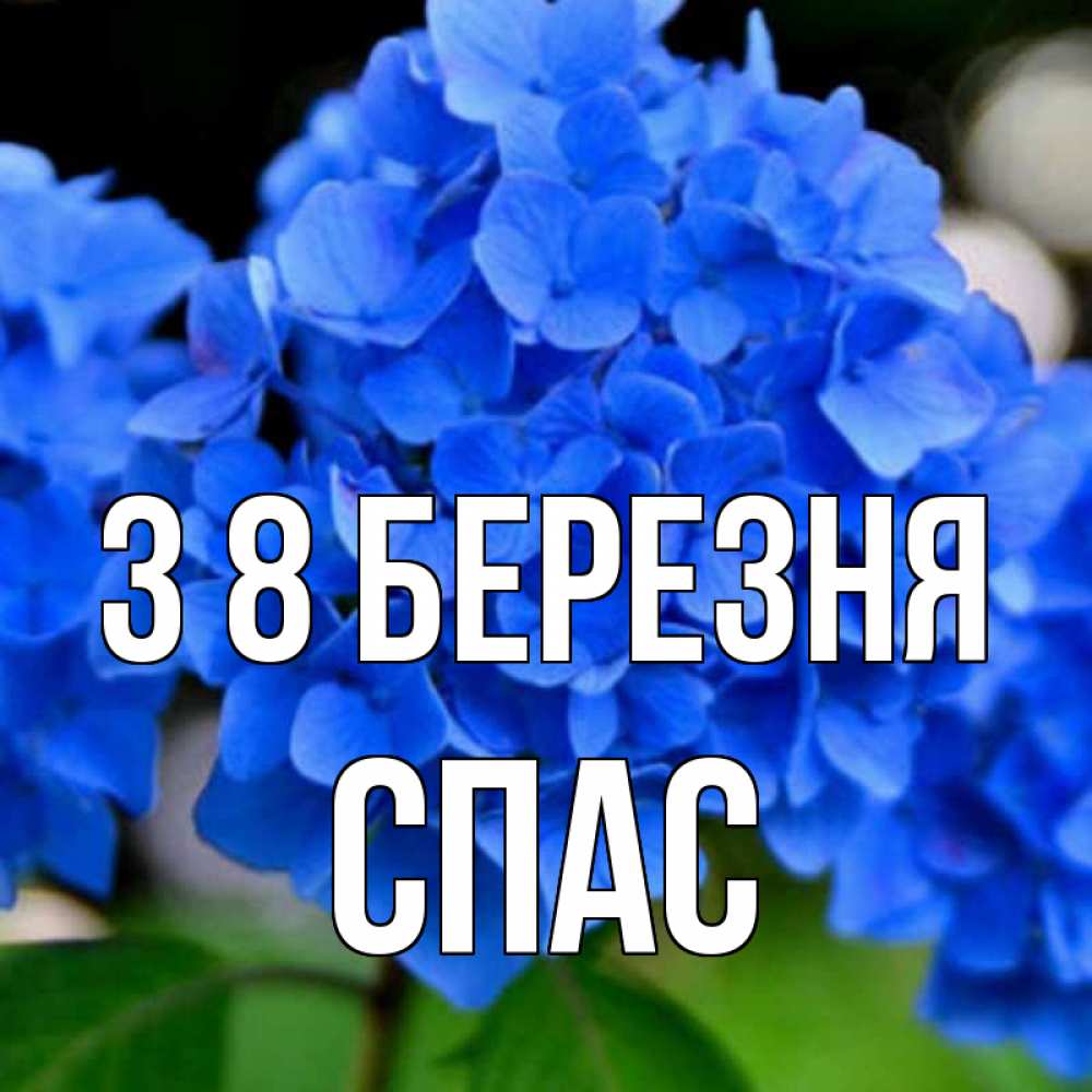 Открытка на каждый день з підписом, Спас З 8 БЕРЕЗНЯ синие цветы Прикольна листівка з побажанням онлайн скачати безкоштовно 
