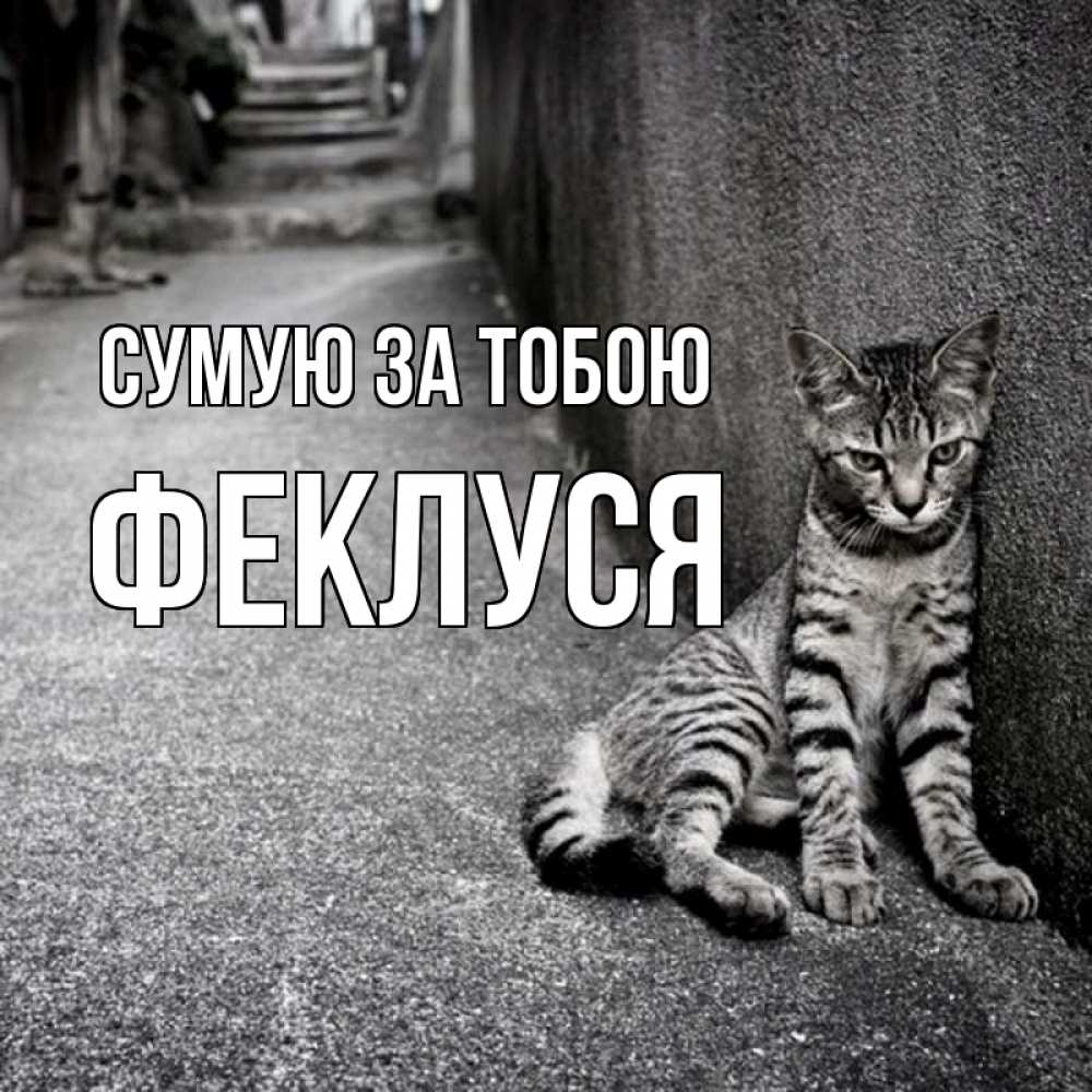 Открытка на каждый день з підписом, Феклуся Сумую за тобою одиноко котику Прикольна листівка з побажанням онлайн скачати безкоштовно 