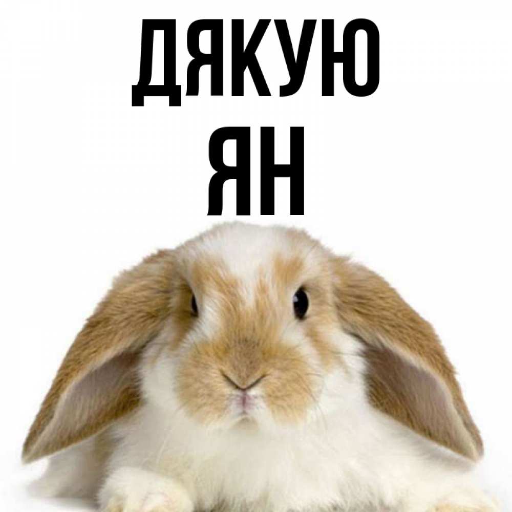 Открытка на каждый день з підписом, Ян Дякую коричнево белый заяц Прикольна листівка з побажанням онлайн скачати безкоштовно 