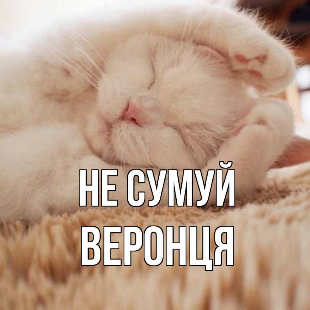 Открытка на каждый день з підписом, Веронця Не сумуй белый кот Прикольна листівка з побажанням онлайн скачати безкоштовно 