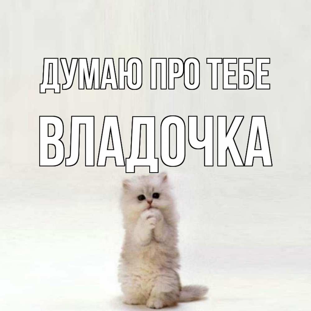 Открытка на каждый день з підписом, Владочка Думаю про тебе кот стоит на задних лапах Прикольна листівка з побажанням онлайн скачати безкоштовно 