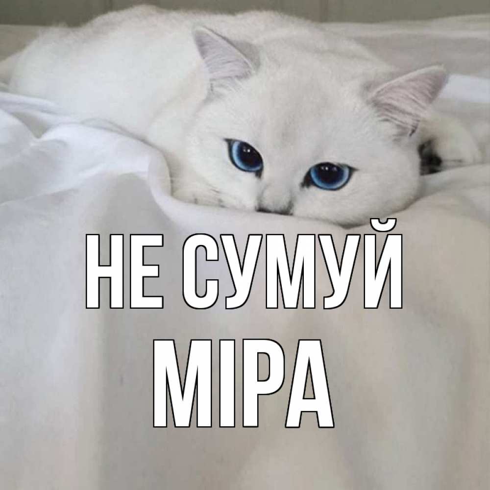 Открытка на каждый день з підписом, Міра Не сумуй белый кот с голубыми глазами на белоснежной кровати Прикольна листівка з побажанням онлайн скачати безкоштовно 