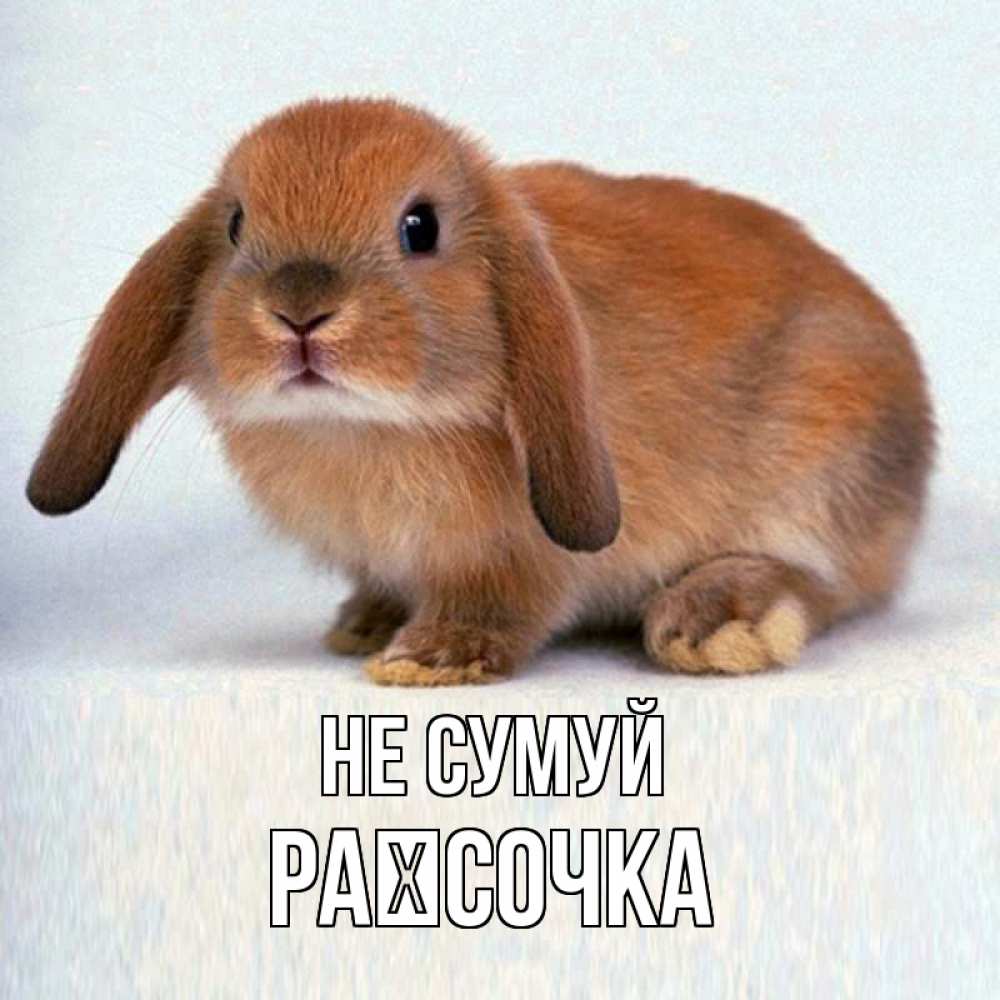 Открытка на каждый день з підписом, Раїсочка Не сумуй рыжий зая Прикольна листівка з побажанням онлайн скачати безкоштовно 