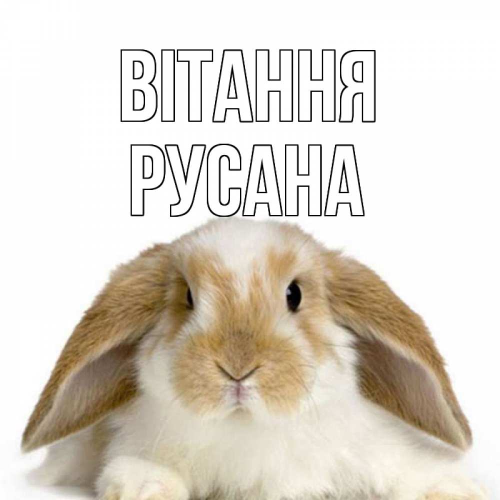 Открытка на каждый день з підписом, Русана Вітання с животными Прикольна листівка з побажанням онлайн скачати безкоштовно 