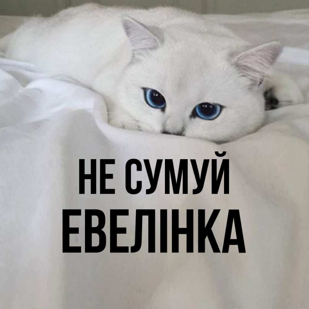 Открытка на каждый день з підписом, Евелінка Не сумуй Голубоглазая кошка Прикольна листівка з побажанням онлайн скачати безкоштовно 