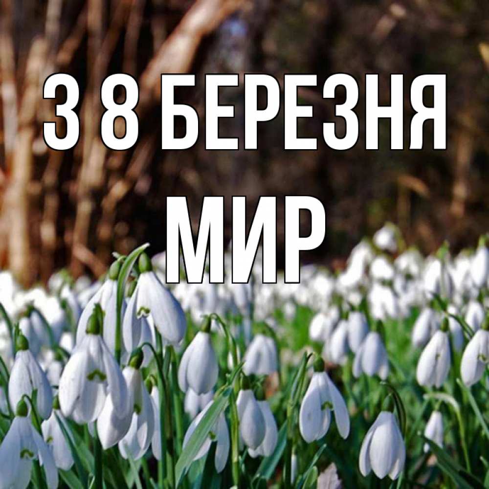 Открытка на каждый день з підписом, Мир З 8 БЕРЕЗНЯ с подснежниками 1 Прикольна листівка з побажанням онлайн скачати безкоштовно 