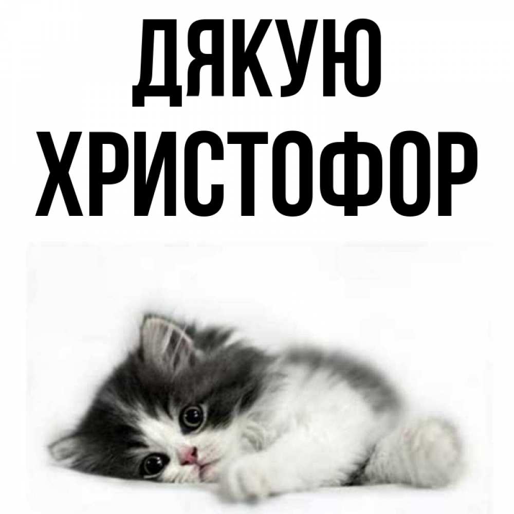 Открытка на каждый день з підписом, Христофор Дякую черный и белый кот Прикольна листівка з побажанням онлайн скачати безкоштовно 