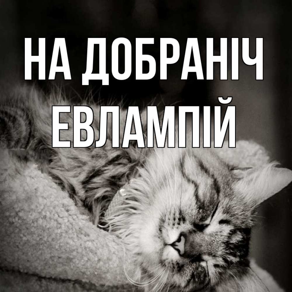 Открытка на каждый день з підписом, Евлампій На добраніч котярик пушистый Прикольна листівка з побажанням онлайн скачати безкоштовно 