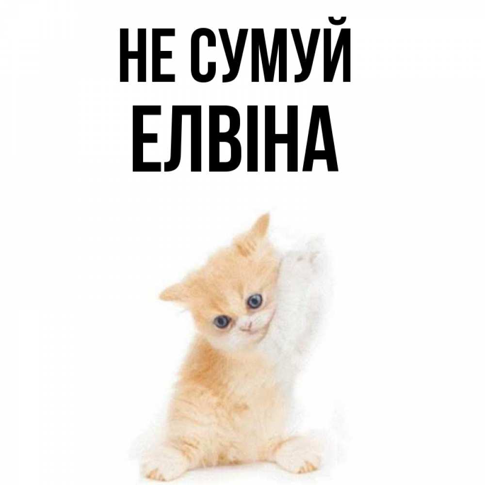 Открытка на каждый день з підписом, Елвіна Не сумуй просящий кот Прикольна листівка з побажанням онлайн скачати безкоштовно 