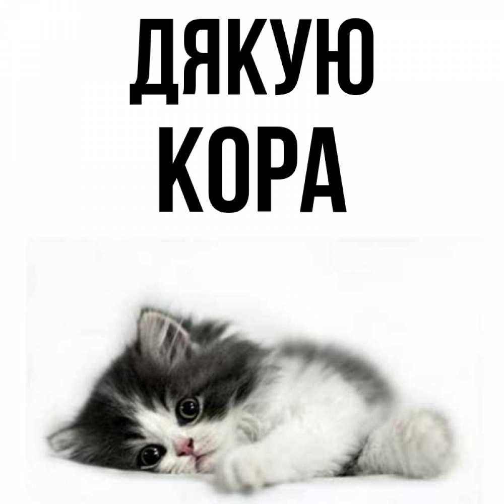 Открытка на каждый день з підписом, Кора Дякую черный и белый кот Прикольна листівка з побажанням онлайн скачати безкоштовно 