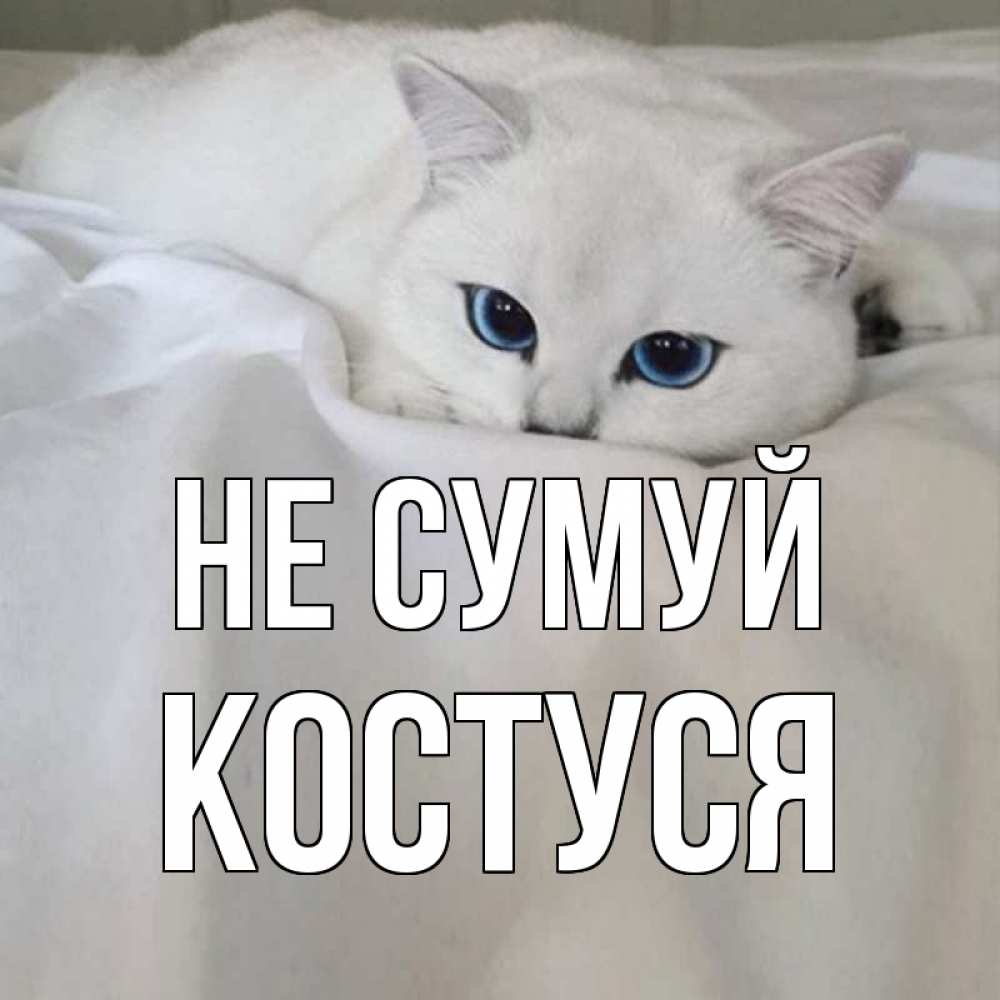 Открытка на каждый день з підписом, Костуся Не сумуй белый кот с голубыми глазами на белоснежной кровати Прикольна листівка з побажанням онлайн скачати безкоштовно 