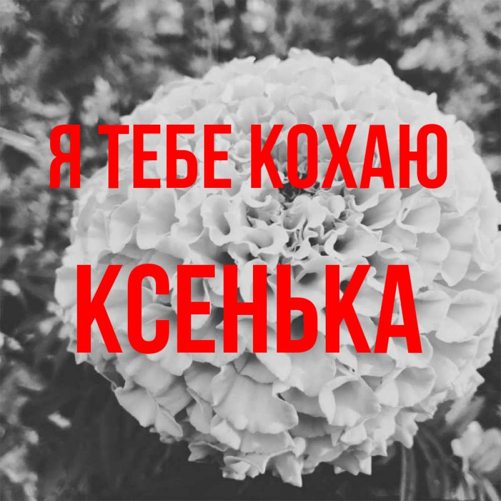 Открытка на каждый день з підписом, Ксенька Я тебе кохаю подпись Прикольна листівка з побажанням онлайн скачати безкоштовно 