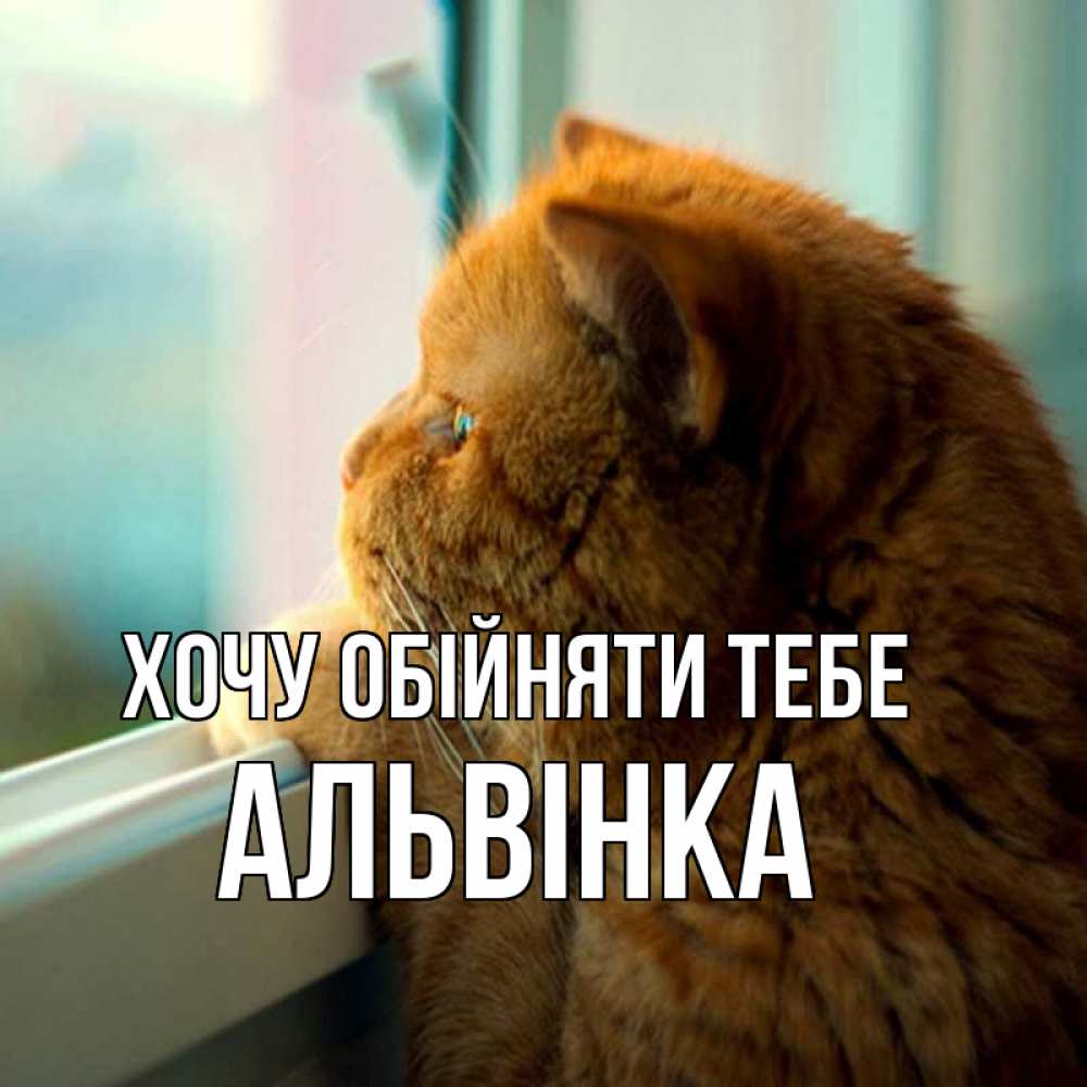 Открытка на каждый день з підписом, Альвінка Хочу обійняти тебе большой огромный рыжий котяра Прикольна листівка з побажанням онлайн скачати безкоштовно 