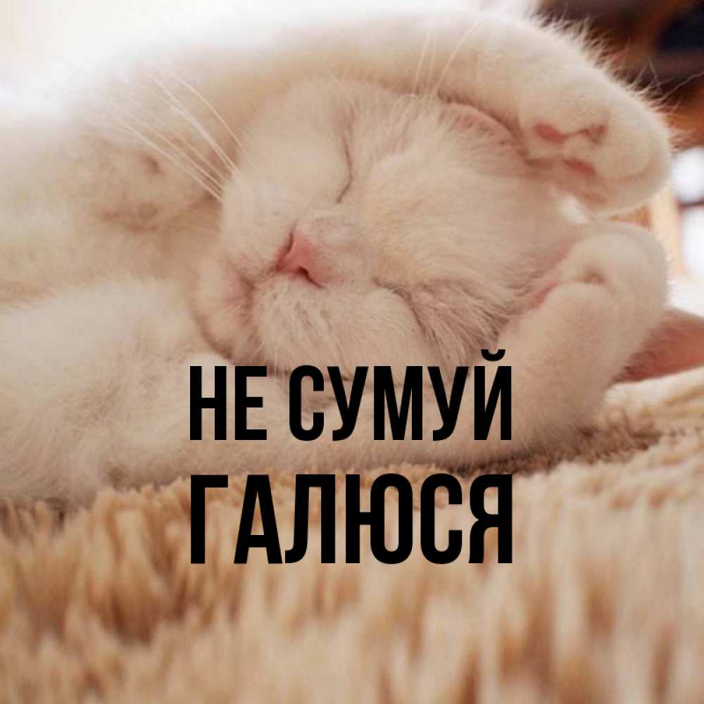 Открытка на каждый день з підписом, Галюся Не сумуй Котенок спит Прикольна листівка з побажанням онлайн скачати безкоштовно 
