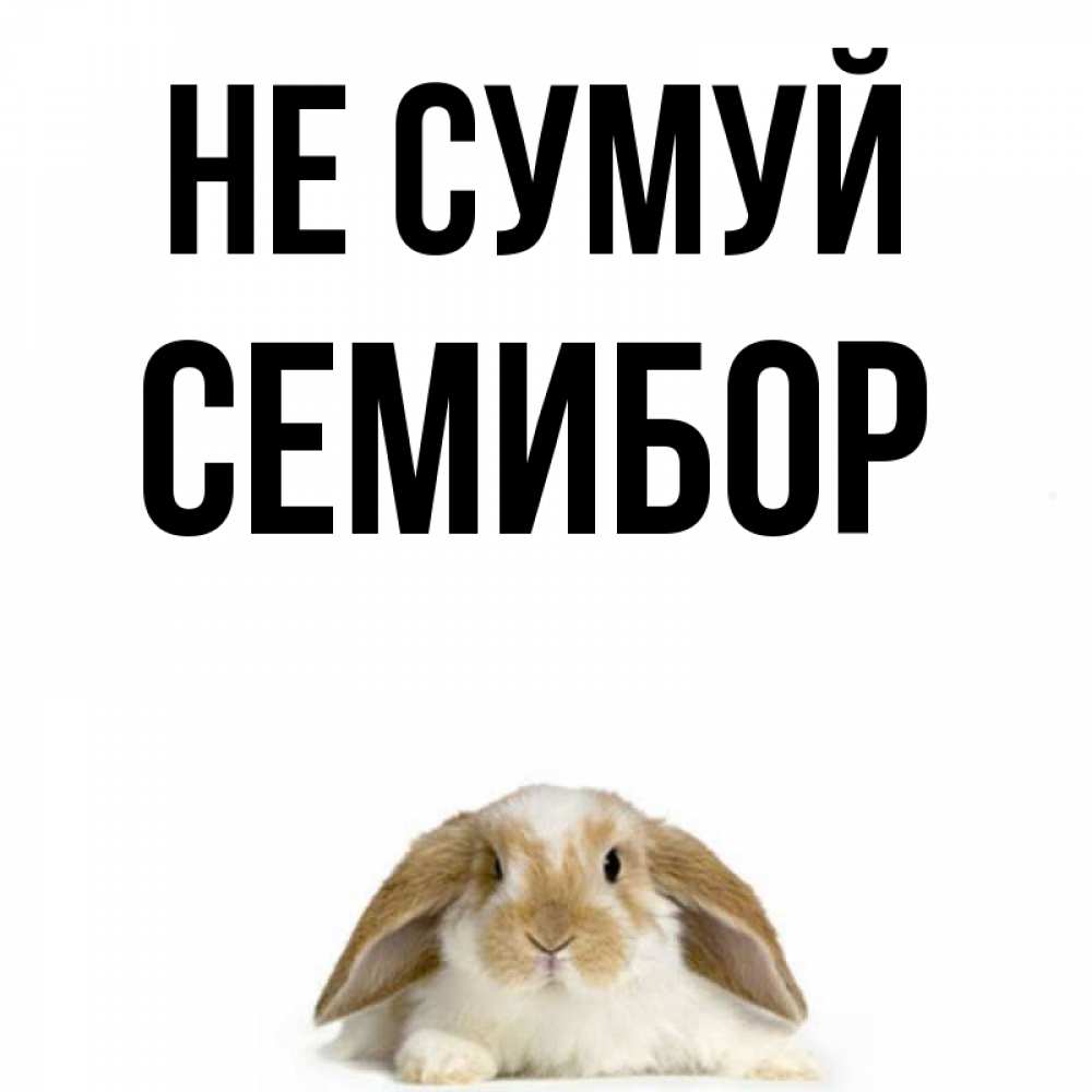 Открытка на каждый день з підписом, Семибор Не сумуй коричнево белый заяц с большими ушками Прикольна листівка з побажанням онлайн скачати безкоштовно 