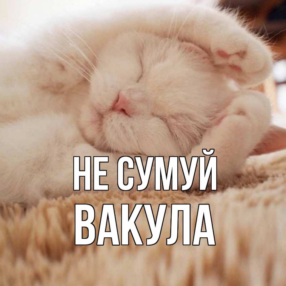 Открытка на каждый день з підписом, Вакула Не сумуй белый кот Прикольна листівка з побажанням онлайн скачати безкоштовно 