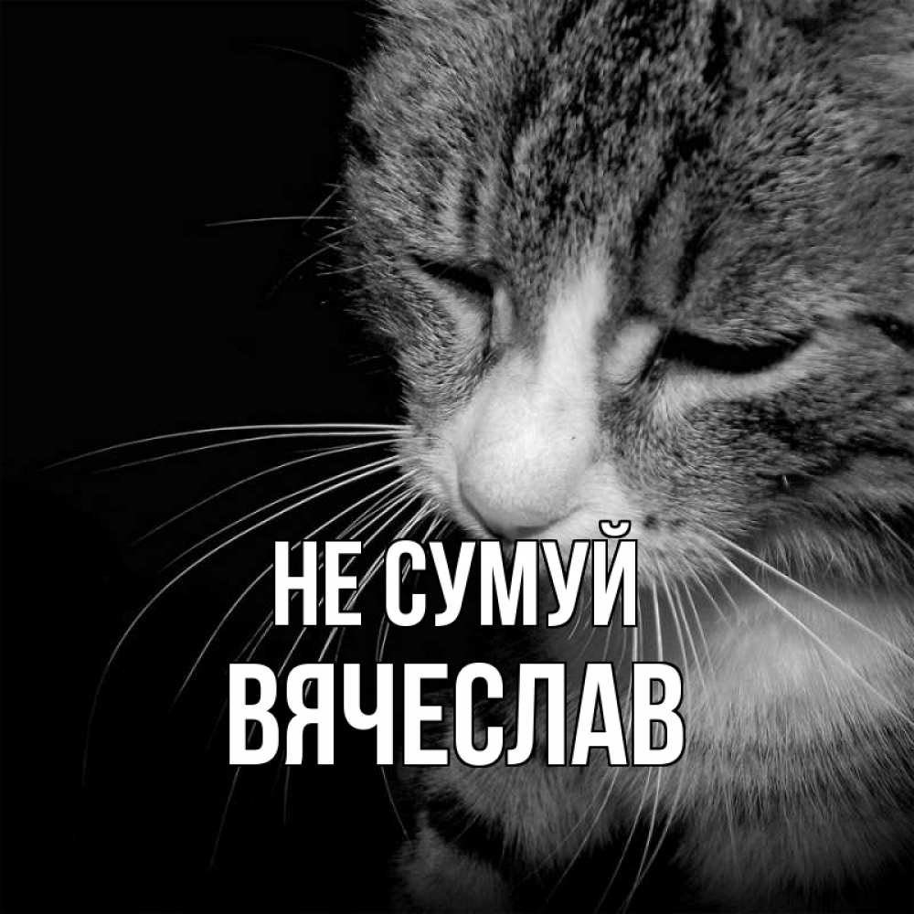 Открытка на каждый день з підписом, Вячеслав Не сумуй грустный котик Прикольна листівка з побажанням онлайн скачати безкоштовно 