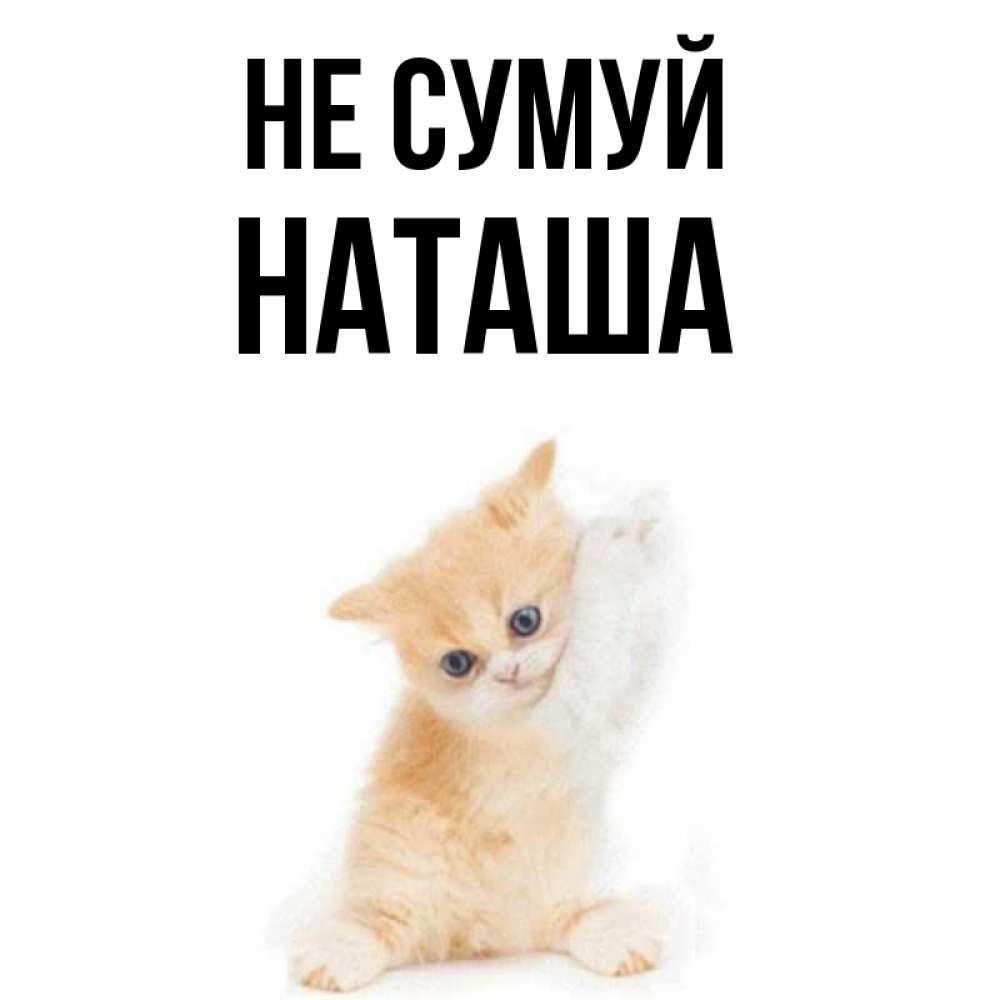 Открытка на каждый день з підписом, Наташа Не сумуй просящий кот Прикольна листівка з побажанням онлайн скачати безкоштовно 