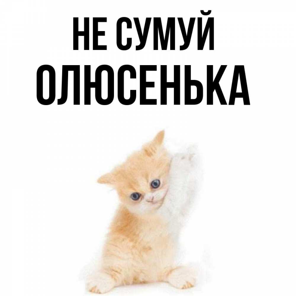 Открытка на каждый день з підписом, Олюсенька Не сумуй просящий кот Прикольна листівка з побажанням онлайн скачати безкоштовно 