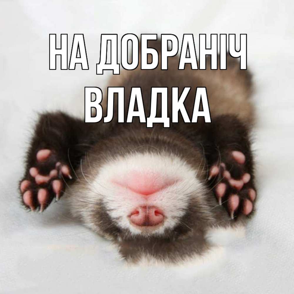 Открытка на каждый день з підписом, Владка На добраніч зверек Прикольна листівка з побажанням онлайн скачати безкоштовно 